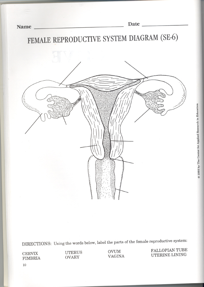Printables Female Reproductive System Worksheet music worksheets for middle school abitlikethis likewise male reproductive system worksheet